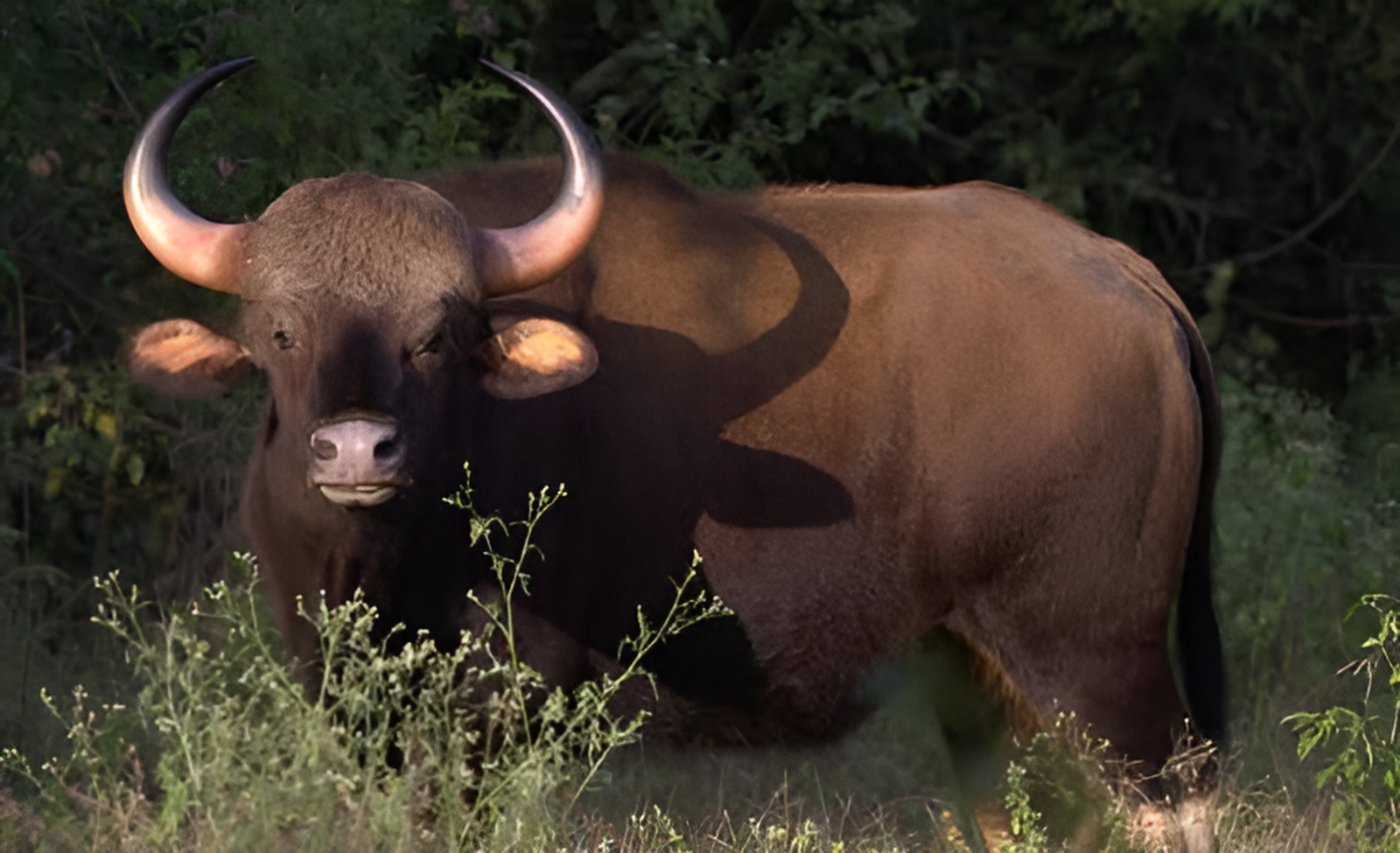 Radhanagari Wildlife Sanctuary